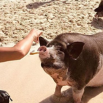 Pig Island