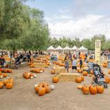 Peltzer Pumpkin Farm