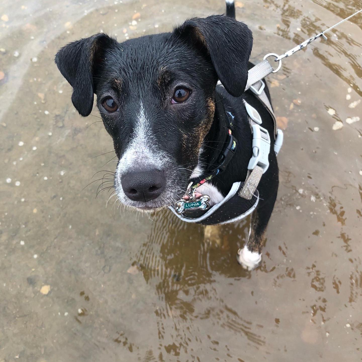 Luna goes swimming for the first time (spoiler she loves it!)