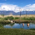 Inlet Park Hot Springs