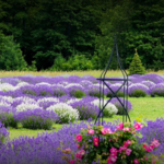 Fragrant Isle
