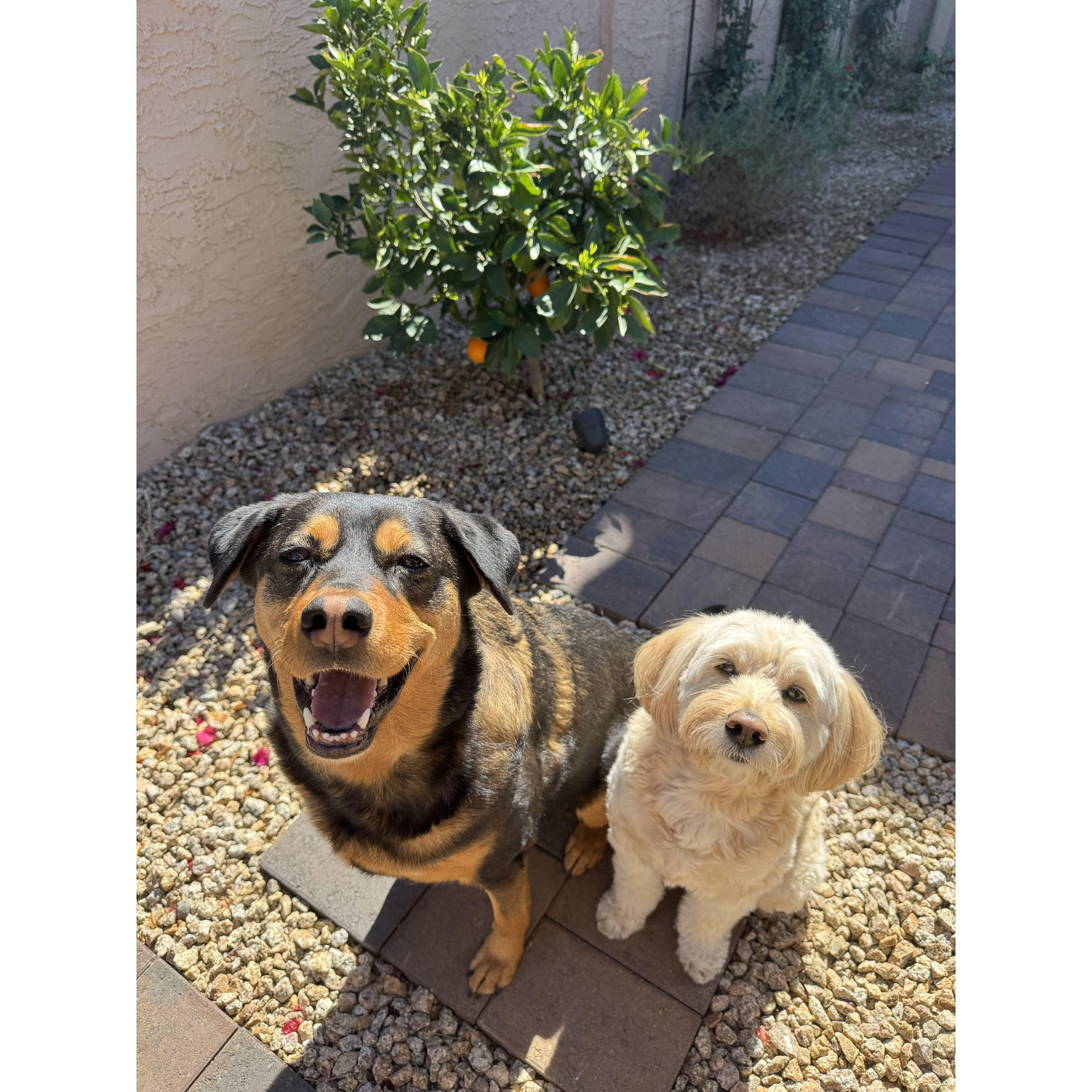 Pups
