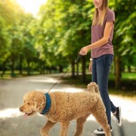 RadDog™ All-In-One Collar + Leash LARGE BLUE