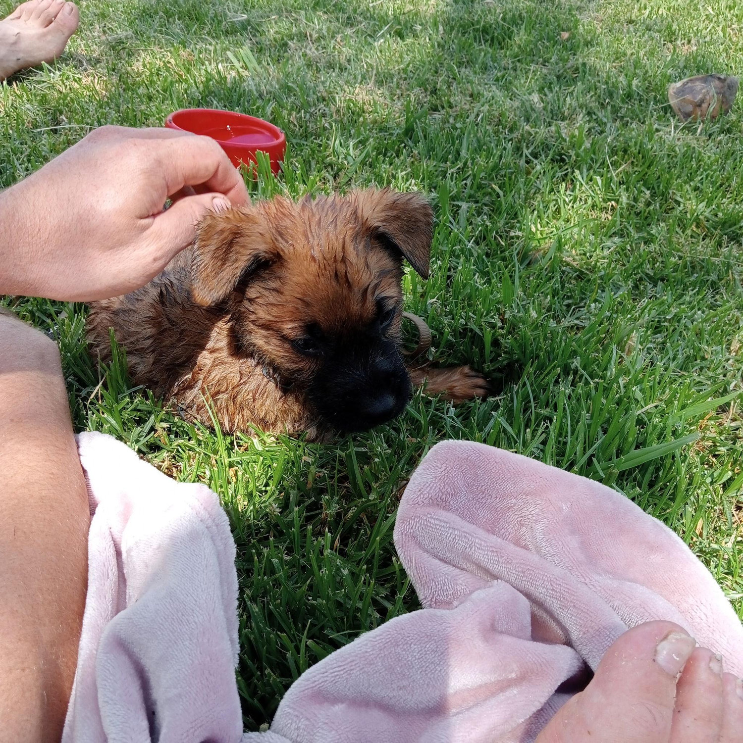 “Toe kom Ziva, ons fur baby, en skielik was ons lewe sommer vol liefde, lag en eindelose knuffels – sy het ons wêreld regtig op sy kop gedra!” 🐾💖😆