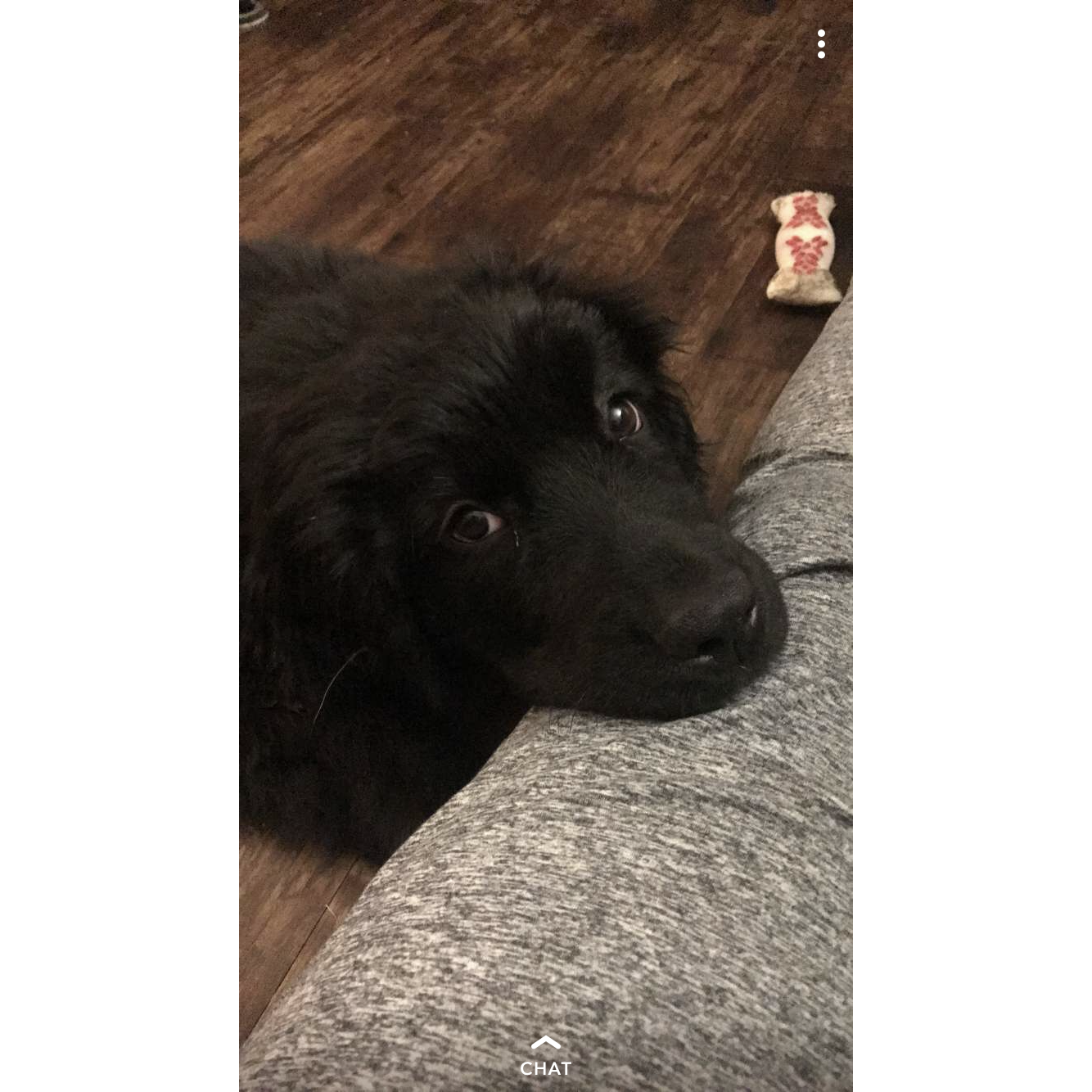 Maya learning how to give side eye early on as a puppy!