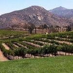 Orfila Vineyards and Winery