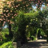 Owen Rose Garden