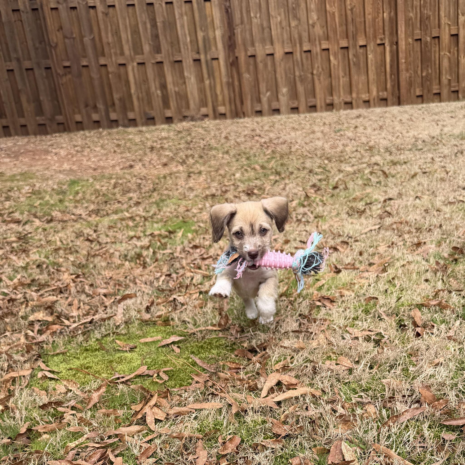 MORE NEWS! We've adopted our puppy- Chai!
