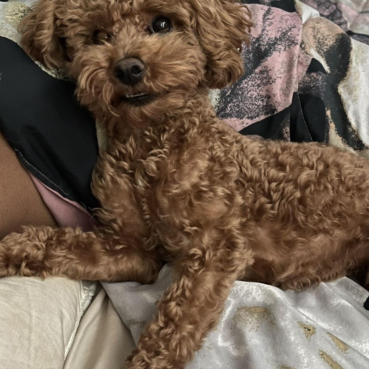 Our son bailey