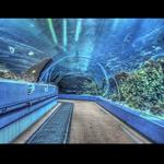 Georgia Aquarium