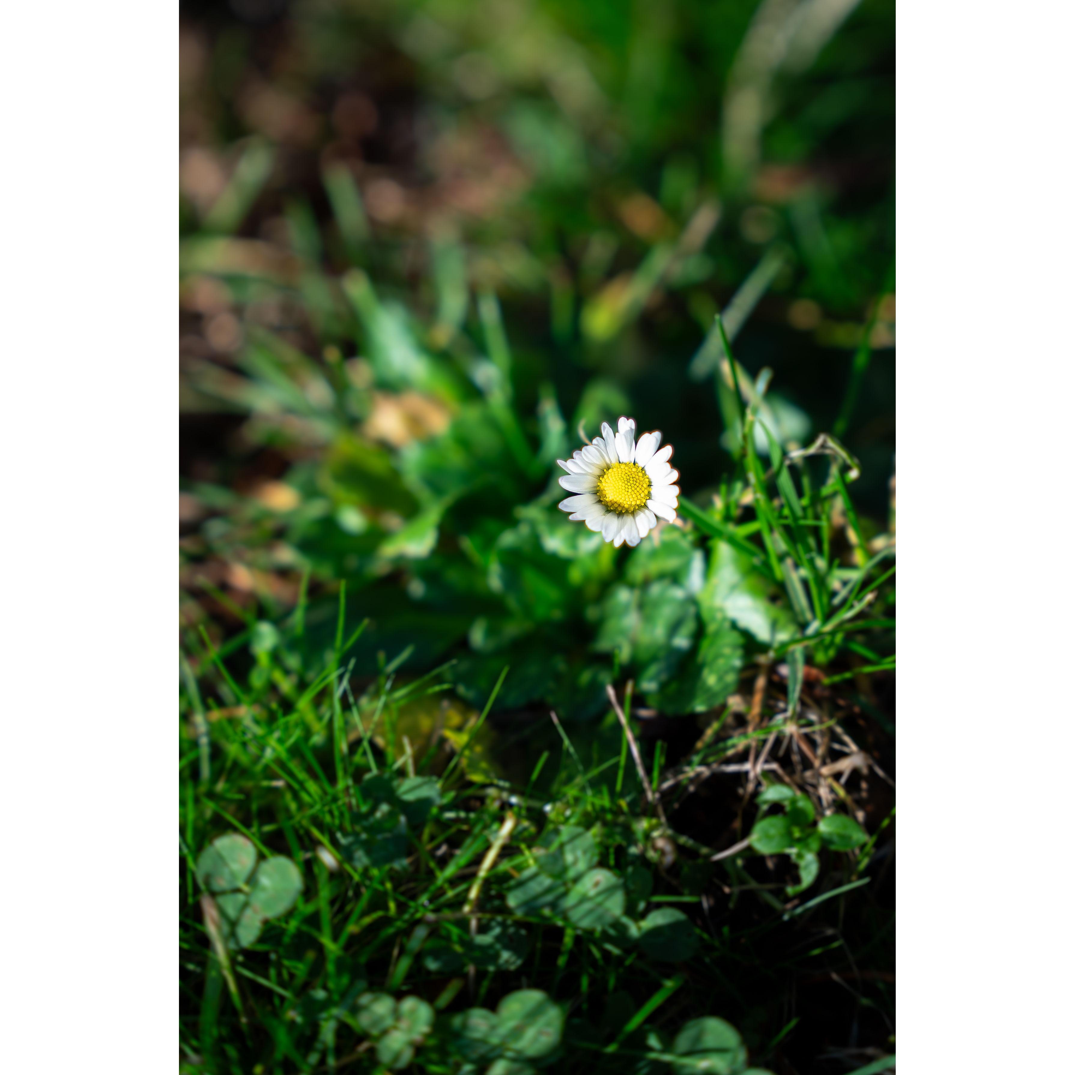 A very important daisy that Michael found!