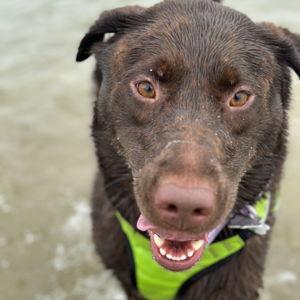 Willow fund