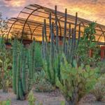 Desert Botanical Garden