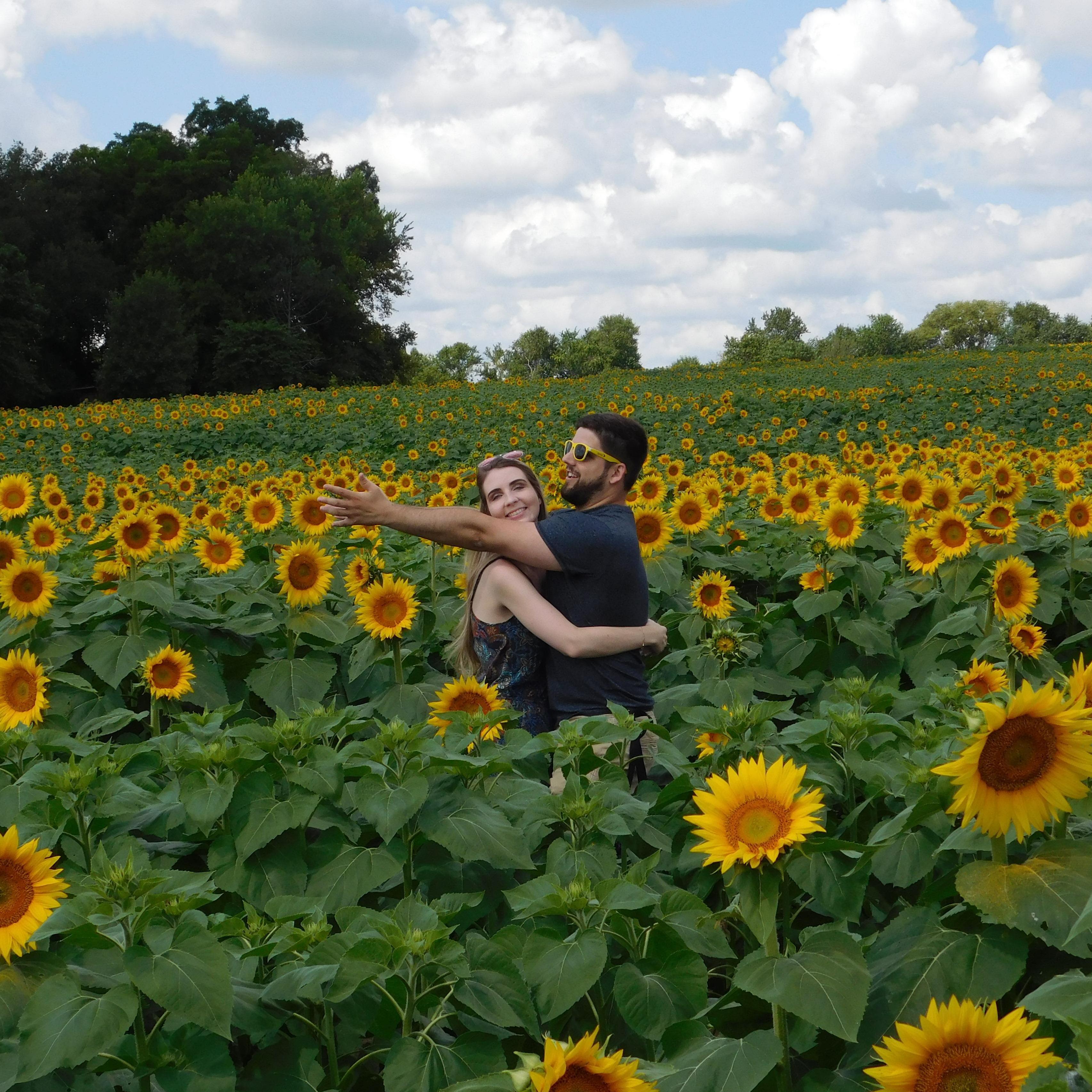 Sunflowers 2017