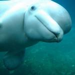 Beluga Whales at Turnagain Arm