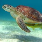 Half-Day Sea Turtle and Cenote Snorkeling Tour