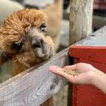 Living The Dream Alpaca Farm