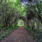 Bowmans Island Trail