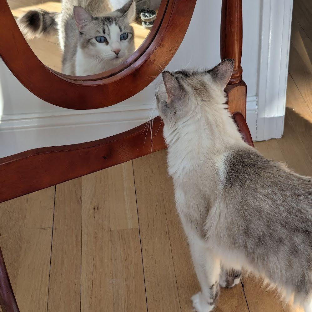 Athena (Kitty) is confused