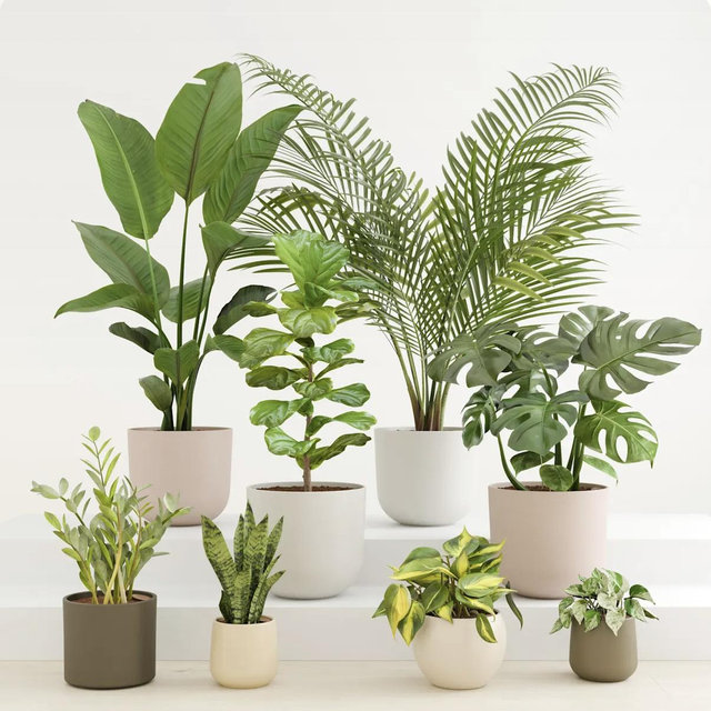 Self-Watering Plants for Easy-Care Plants | easyplant
