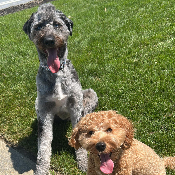 Fence for the doggos