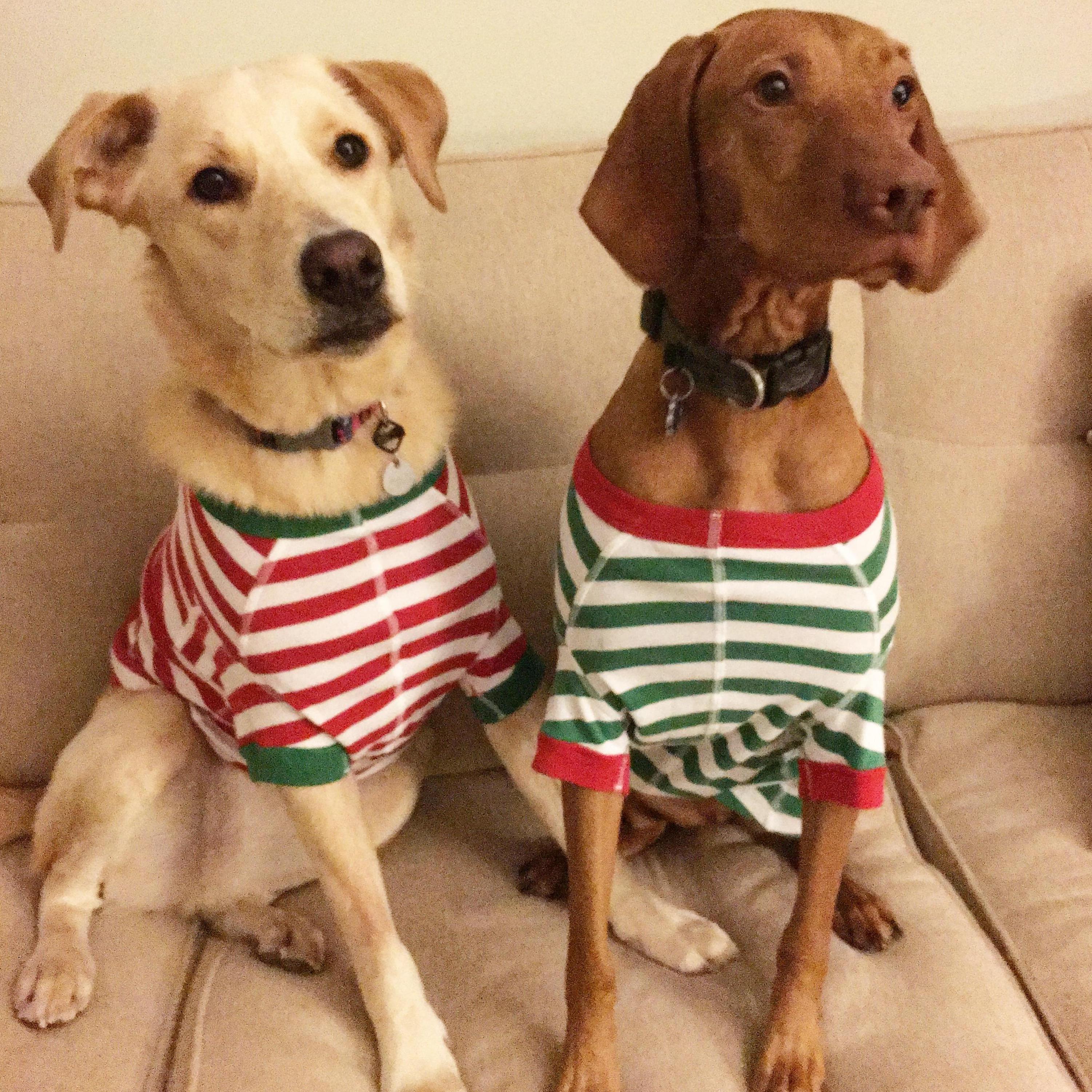 These cute pups love each other so much!