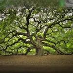 Angel Oak Tree
