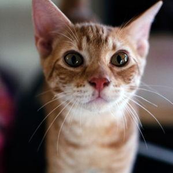 Humane Society Donation
