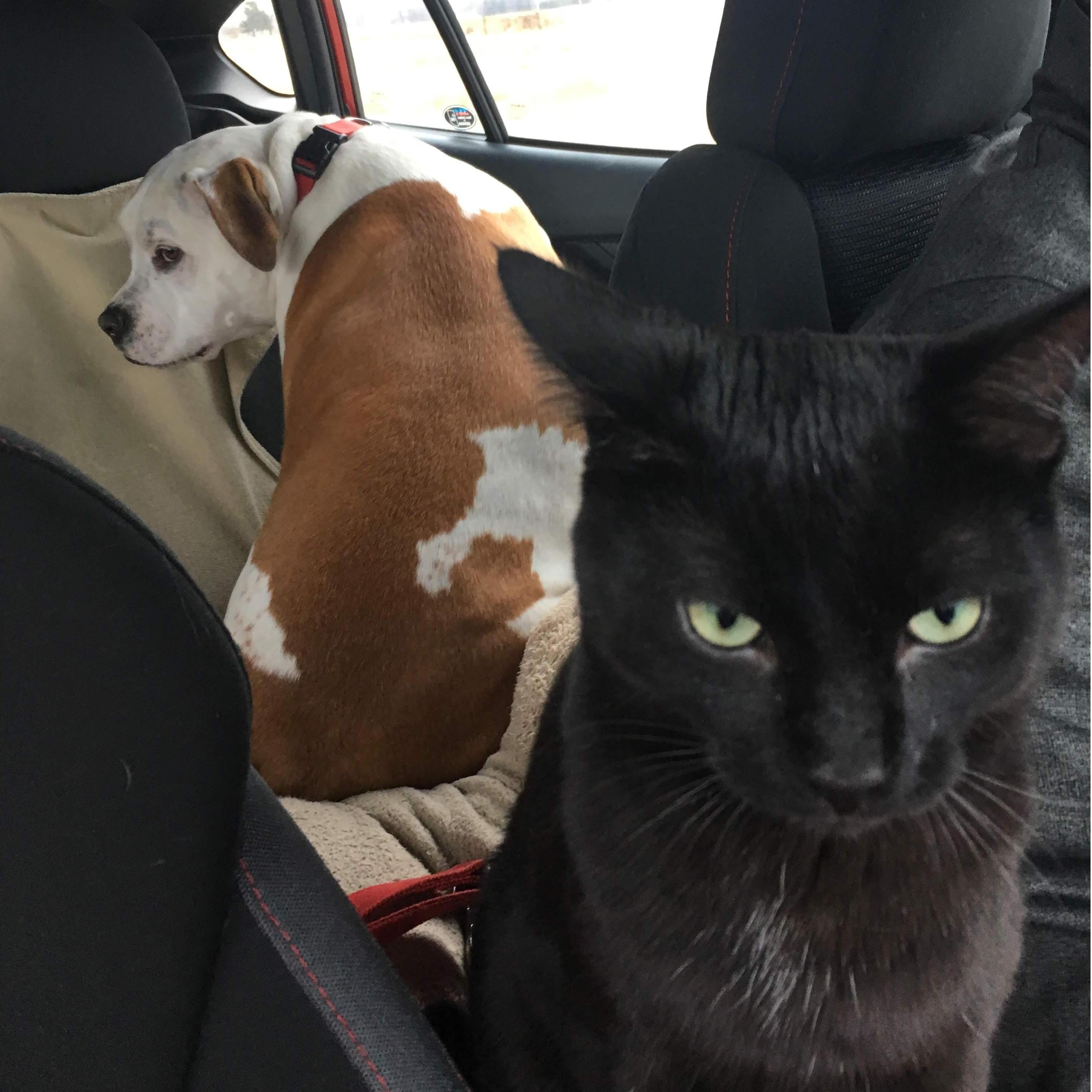 Herc and Remy do very well in the car together. Still working on Herc not chasing Remy because he wants to play. We take both pets to Rice Lake WI to visit Katie's family. This picture was not staged!