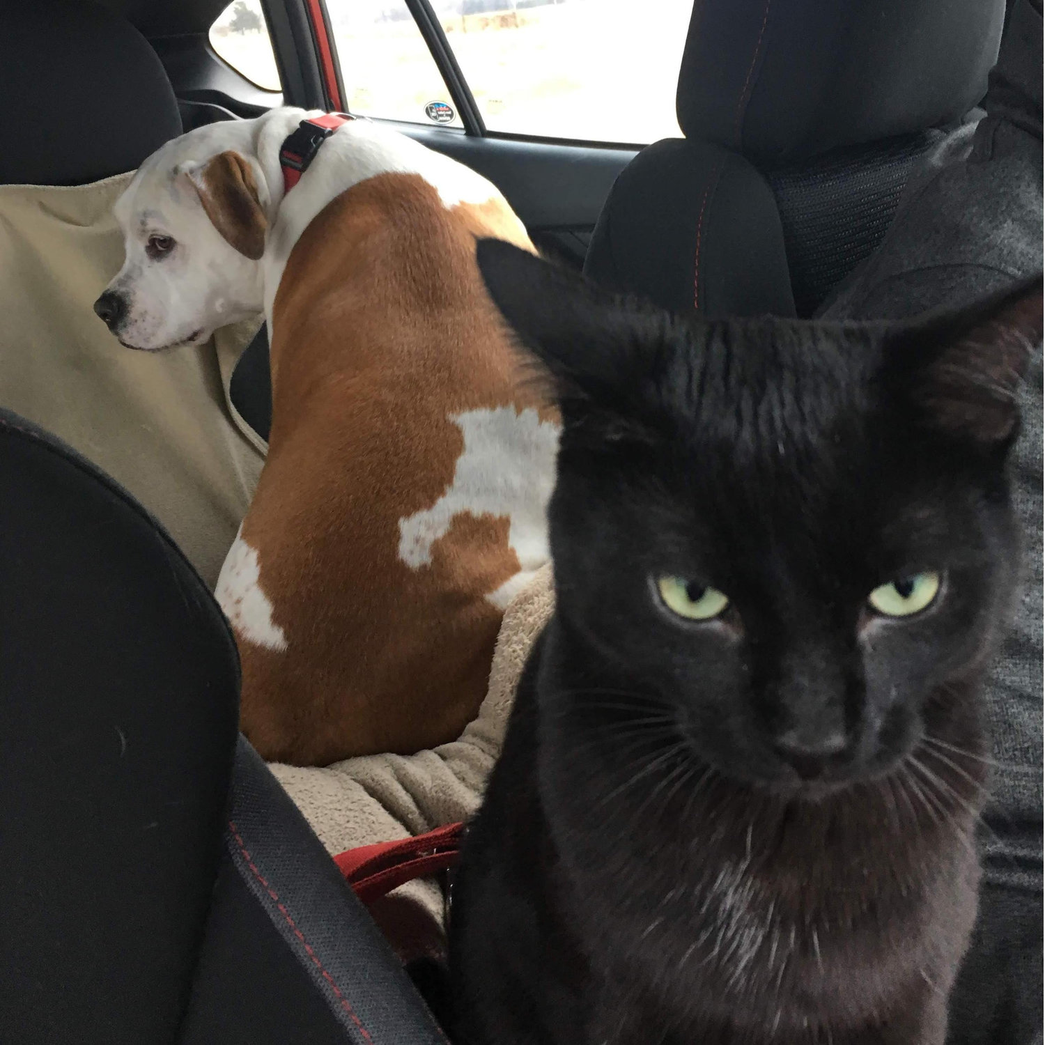 Herc and Remy do very well in the car together. Still working on Herc not chasing Remy because he wants to play. We take both pets to Rice Lake WI to visit Katie's family. This picture was not staged!