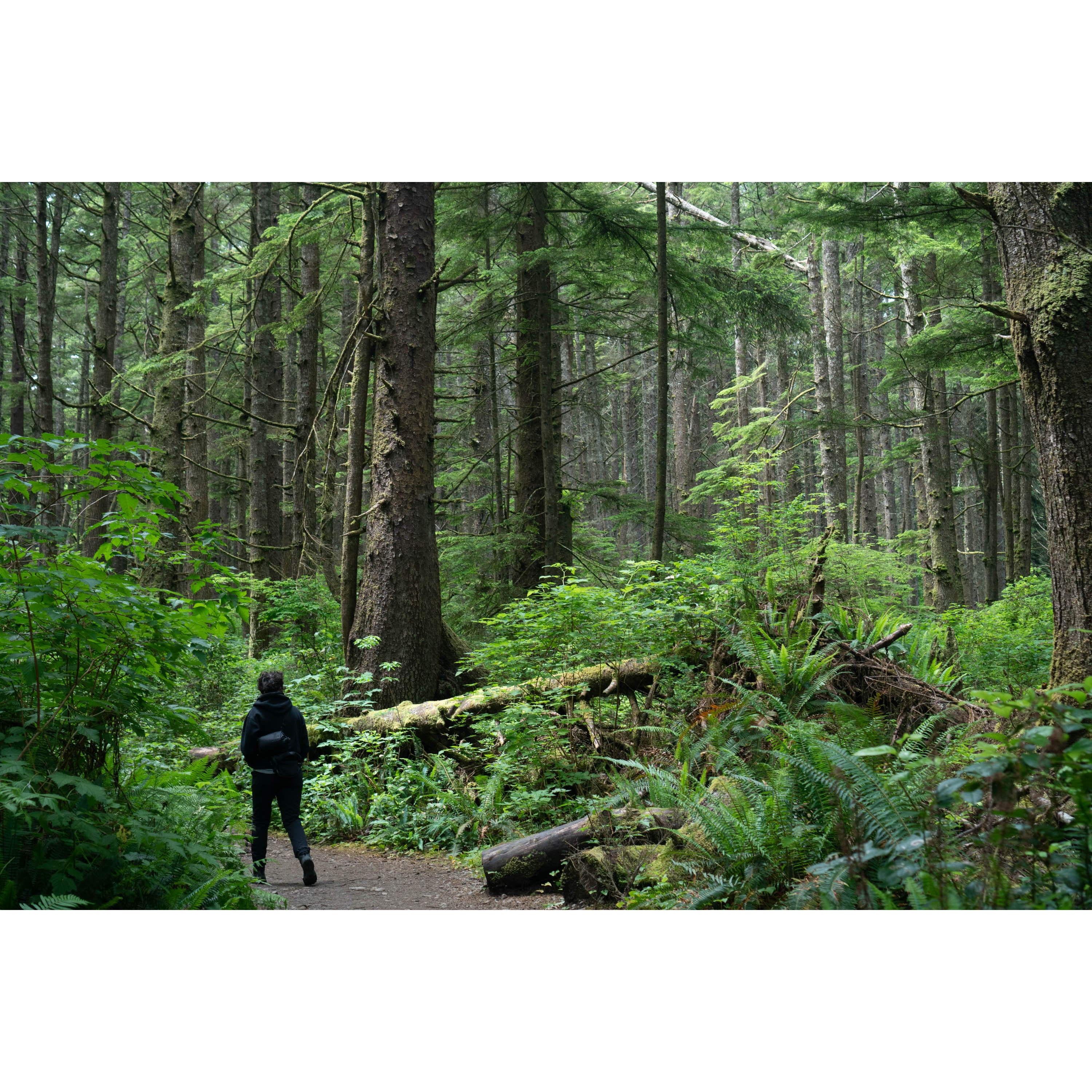 Rex on the trail to Third Beach on the Olympic Peninsula
