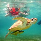 Akumal Bay - Swimming with Turtles