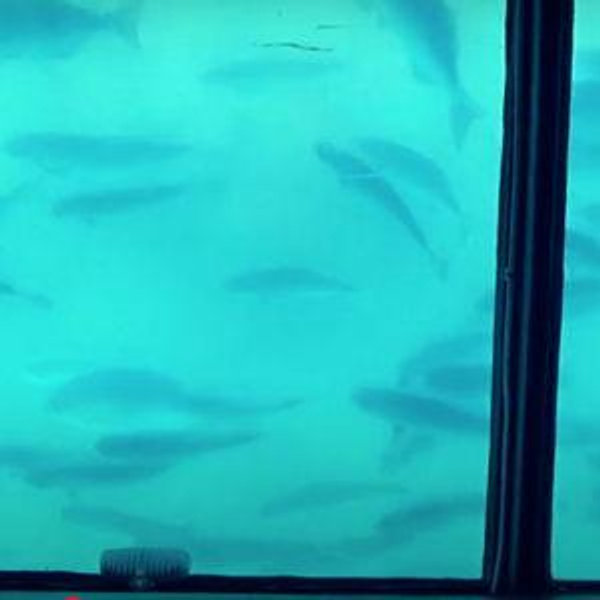 Glass Bottom Boat & Sightseeing Cruise