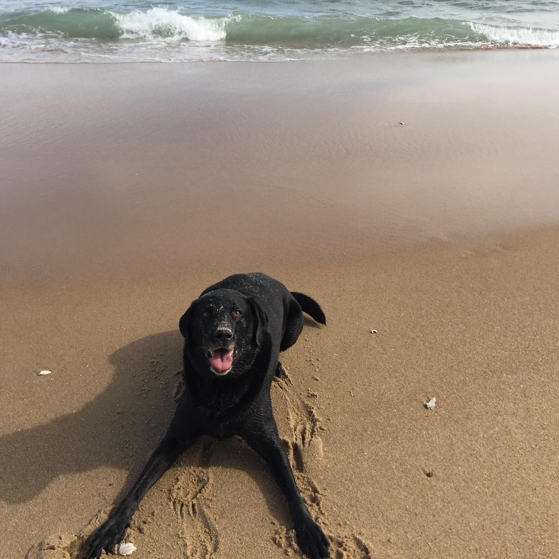 Jordy LOVES the beach!!