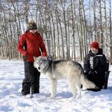 Yamnuska Wolfdog Sanctuary