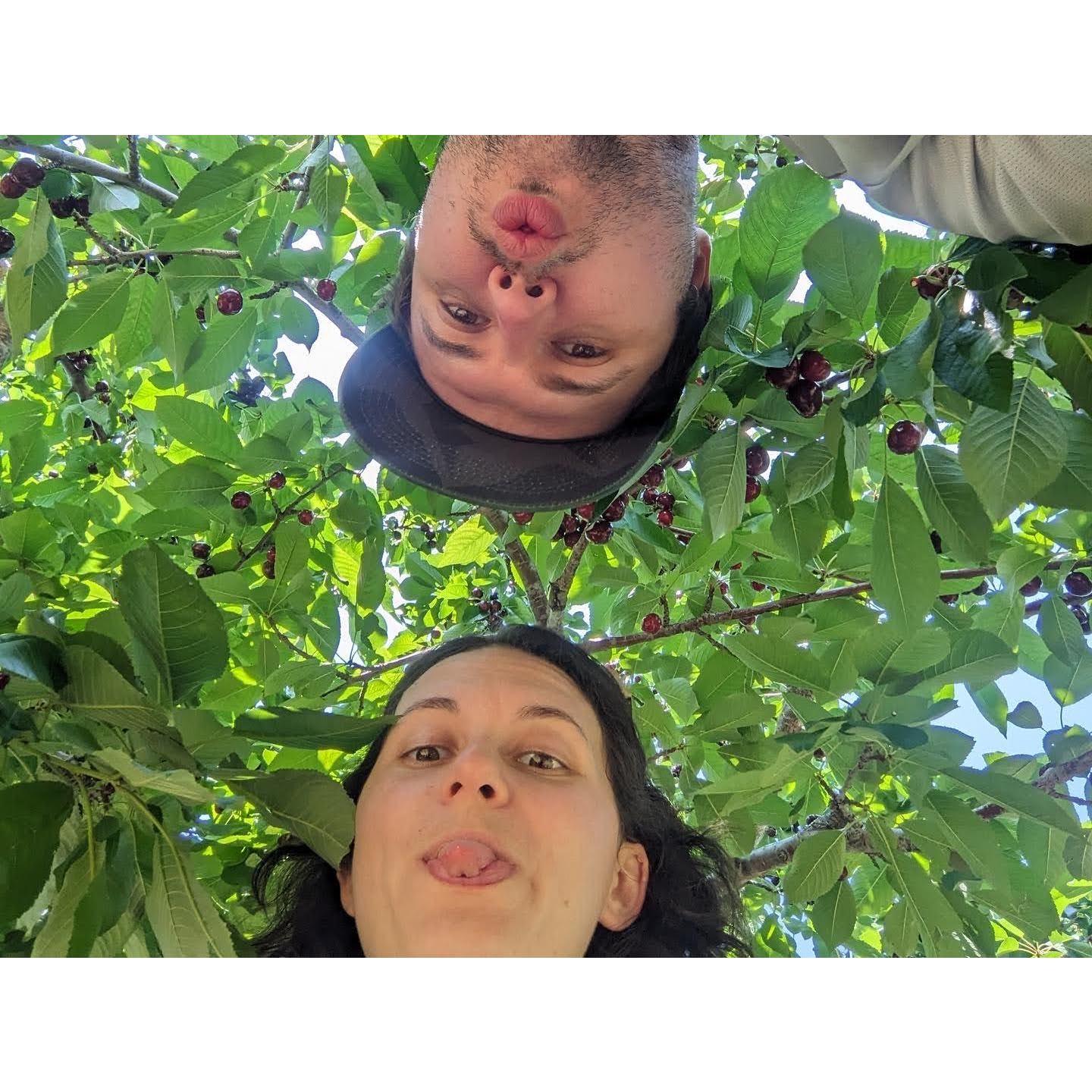 Cherry picking in Traverse City, MI, 2023