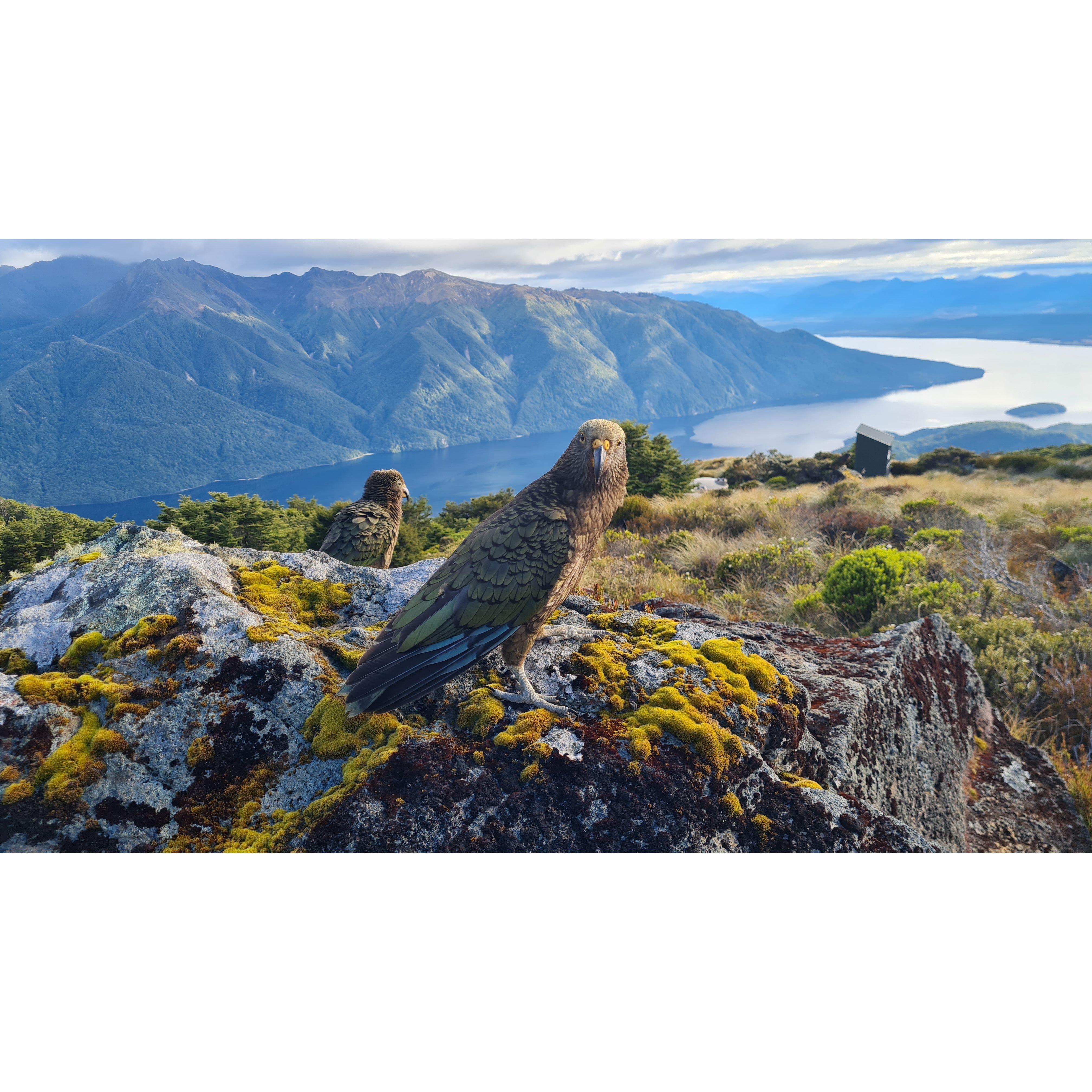 A couple of cheeky keas on the Kepler track