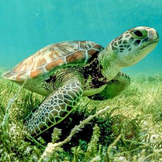 Snorkeling Expedition from Riviera Maya for 2