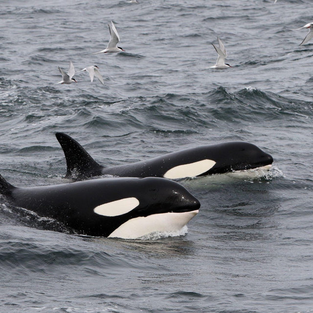 Olafsvik Whale Watching