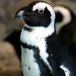 Idaho Falls Zoo at Tautphaus Park