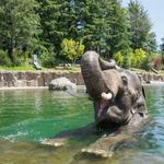 Oregon Zoo