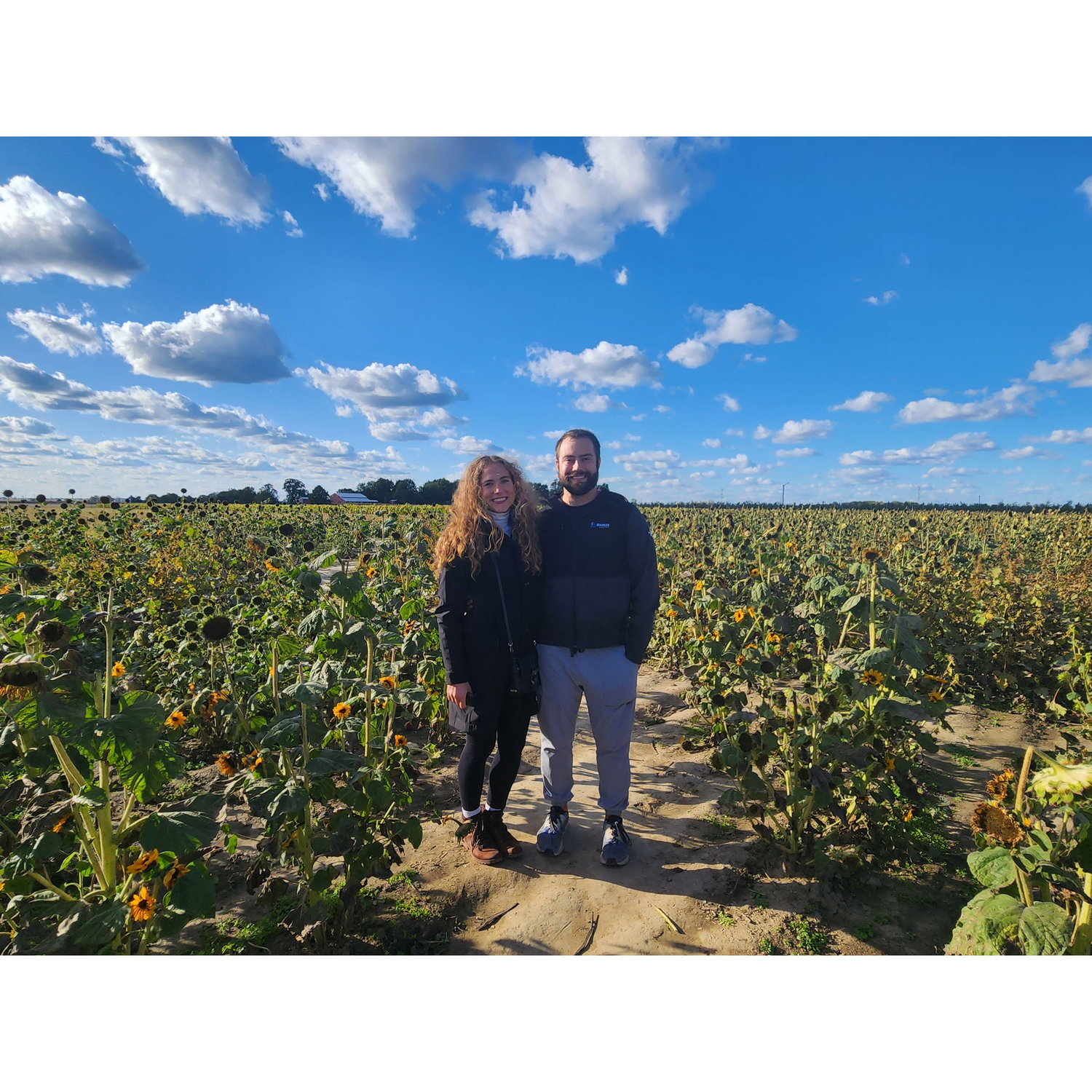 Annie and Michael in a sunflower field after apple picking in Indianapolis!