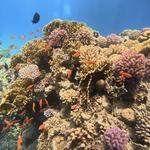 Sheikh Coast Diving Center