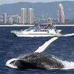 Spirit of Gold Coast Whale Watching