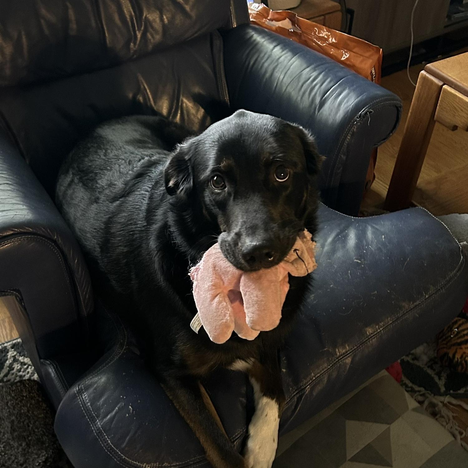 We love our pets, this is Luna!