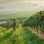 Newport Vineyards