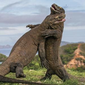 Tour Islas Komodo