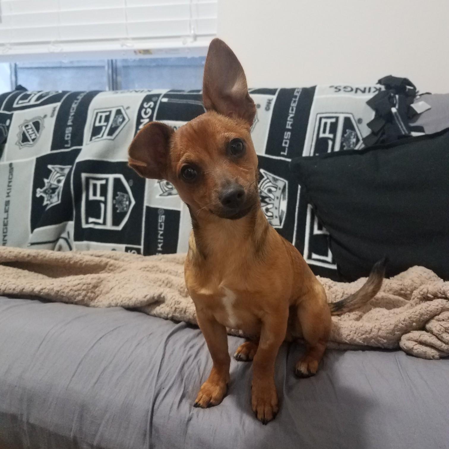 Our second fur baby, Ronan 2018