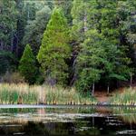 Palomar Mountain