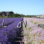 Lavender Wind